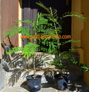 Albizia julibrissin "Seidenbaum" 120-140 cm