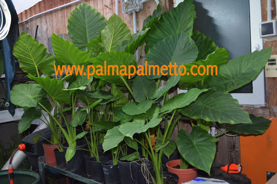 Alocasia macrorrhiza 