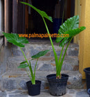 Alocasia macrorrhiza "Riesen-Elefantenohr" / 70-100 cm / 3-5 Lt.Topf