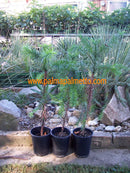 2 STÜCK Araucaria araucana Andentanne ca. 30cm