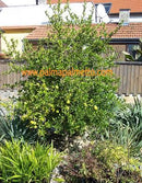 Bitterorange (Poncirus trifoliata) 130-150 cm