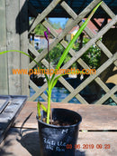 Bletilla striata Shi-Ran Gartenorchidee - Winterharte 20-30 cm