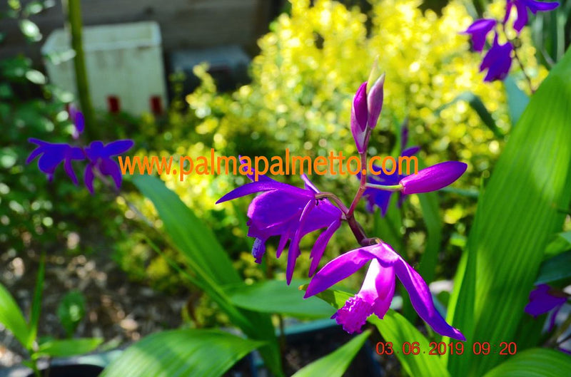 Bletilla striata purple Gartenorchidee - Winterharte 20-30 cm