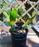 Bletilla striata purple Gartenorchidee - Winterharte 20-30 cm