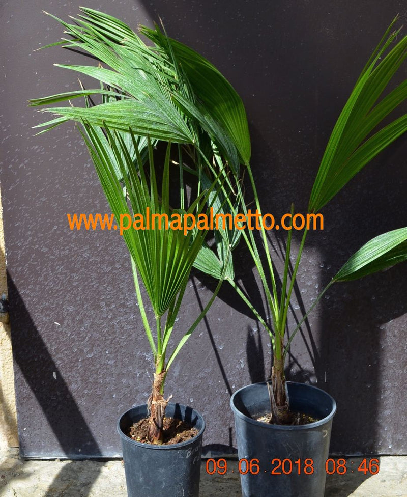 Brahea edulis "Guadeloupe Palme" / 40-50 cm
