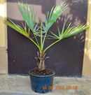 Brahea armata "blaue Hesperidenpalme" 80-110 cm (Gesamthöhe inkl. Topf)