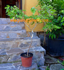 Broussonetia papyrifera Japan Papiermaulbeere 160-200 cm