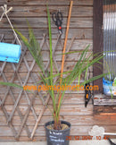 Butia eriospatha "Geleepalme" / 40-50 cm