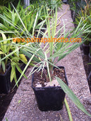 Butia paraguayensis / 80-110 cm