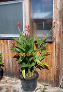 Canna lumbautum rote Blüte, grüne Blätter 40-60 cm