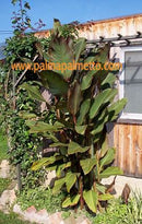 Canna "Riesen, Banane" musafolia rubrum " ROT " 30-50 cm