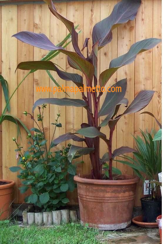 Canna "Riesen, Banane" musafolia rubrum " ROT " 30-50 cm