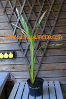 Canna "Stuttgart" panaschierte Canna / Rhizome