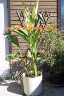 Canna "Stuttgart" panaschierte Canna / Rhizome