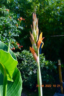 Canna Türckheimii "Riesencanna" Rhizome