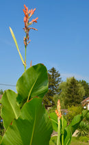 Canna Türckheimii "Riesencanna" Rhizome
