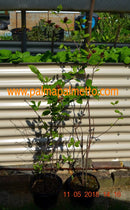 Echter Gewürzstrauch "Calycantus floridus" 90-110 cm / 5-7 Lt.Topf