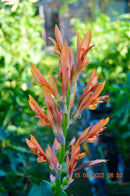 Canna Altensteinii "Riesencanna" Rhizome