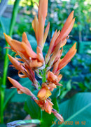 Canna Altensteinii "Riesencanna" Rhizome