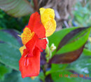 Canna cleopatra"Ägypte kingen kleopatra" Rhizome