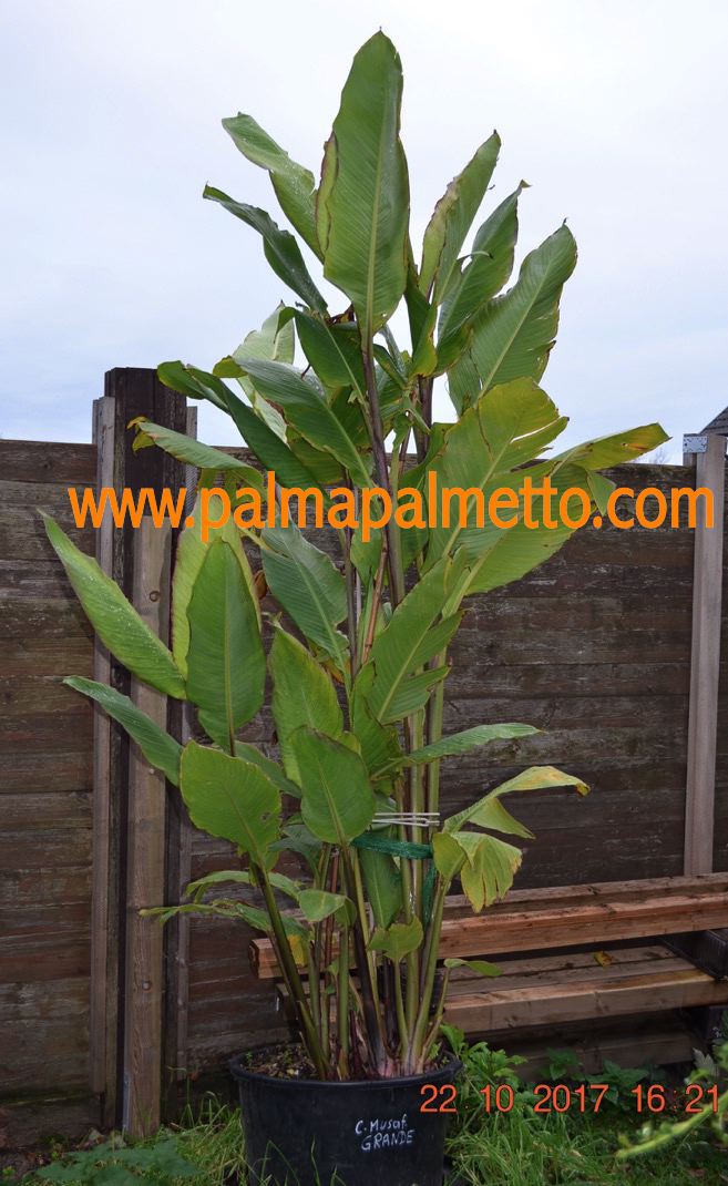 Canna "Riesen, Banane" musafolia grande GRÜN-ROT "Rhizom"