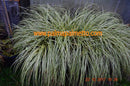 Carex morrowii Variegata / 20-30 cm
