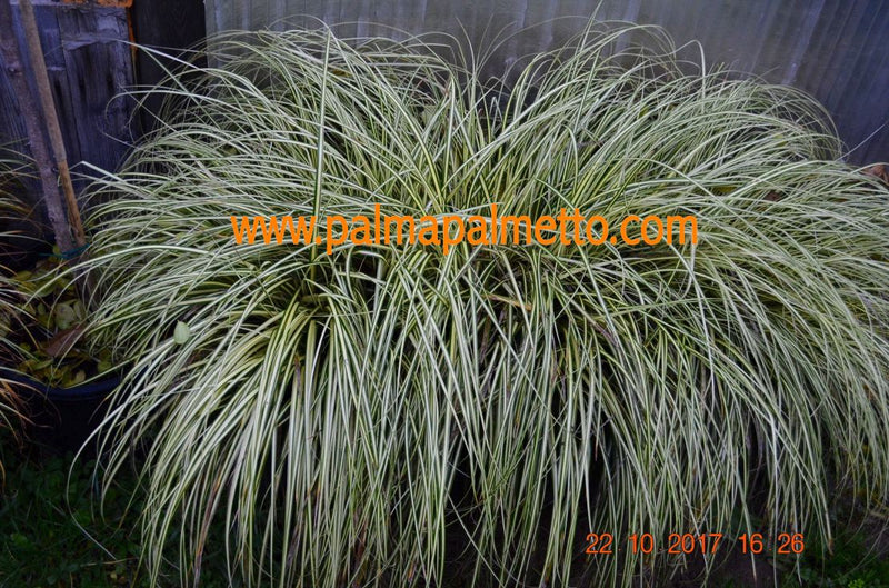 Carex morrowii Variegata / 20-30 cm