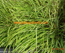 Carex variegata / 10-20 cm