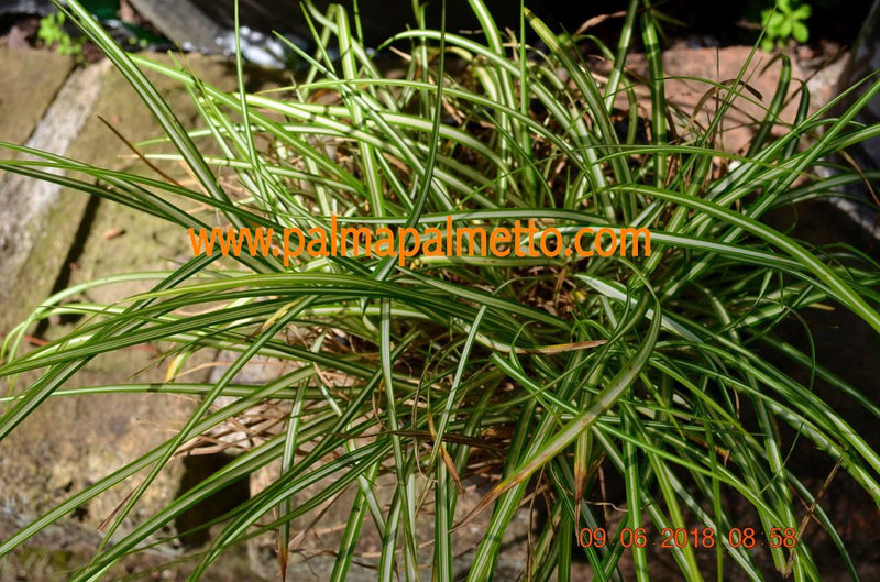Carex variegata / 10-20 cm
