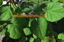 Cercis chinensis "chin. Judasbaum" / 60-90 cm