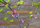 Cercis siliquastrum "Judasbaum" 80-100 cm