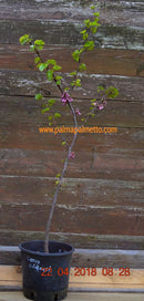 Cercis siliquastrum "Judasbaum" 80-100 cm
