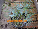 Chamaerops humilis v. cerifera / 40-50 cm