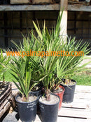 Chamaerops humilis "Zwergpalme" Multistamm / 70-90 cm