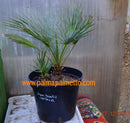 Chamaerops humilis v. cerifera / 40-50 cm