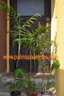 Chamaedorea radicalis "Bergpalme" / 130-150 cm