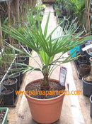Chamaerops humilis "Zwergpalme" / 50-70 cm