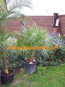 Chamaerops humilis "Zwergpalme" / 50-70 cm