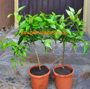 Citrus junos " yuzu " 70-100 cm / im 5-7 Lt. Topf mit stamm