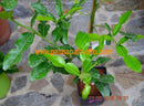 Citrus hystrix "Kaffir-Limette" 90-120 cm