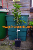 Citrus x Tangelo nova 100-120 cm