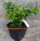 Citrus keraji 40-60cm / im 5-7 Lt. Topf