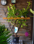 Citrus limon stark duftend 90-120 cm / 22 cm Topf