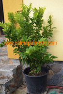 Citrus limon stark duftend 160-180 cm / 50 Liter Topf