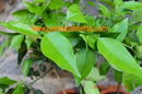Citrus Tarocco (Citrus sinensis Tarocco) 120-150 cm (Gesamthöhe inkl. Topf) 7-9 Lt. Topf mit Stamm