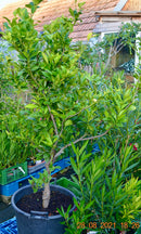 Citrus limon stark duftend 150-170 cm (Gesamthöhe inkl. Topf) 50 Liter Topf / Nur Abholung