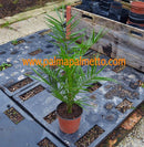 Jordanische Dattelpalme / 80-100 cm