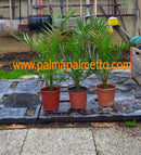 Rote Ägyptische Dattelpalme / 100-120 cm