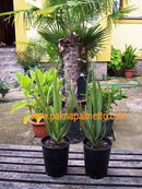 2 STÜCK Dracaena draco "Drachenbaum" 30-50 cm