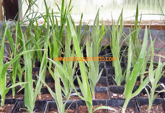 Dracaena draco 